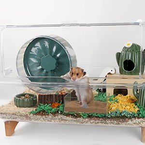 hamster In cage