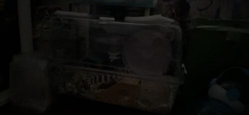 Hamster Cages:25.5-inch extra-large transparent hamster cage photo review