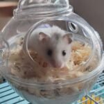 Submarine Hamster Sand Bath Container Large Hamster Toilet photo review