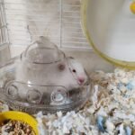 Submarine Hamster Sand Bath Container Large Hamster Toilet photo review