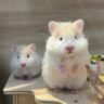 Two cute beige hamsters