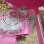 Submarine Hamster Sand Bath Container Large Hamster Toilet photo review