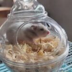 Submarine Hamster Sand Bath Container Large Hamster Toilet photo review