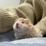 A long-haired golden bear hamster in a warm sweater
