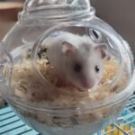 Submarine Hamster Sand Bath Container Large Hamster Toilet photo review