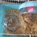 Submarine Hamster Sand Bath Container Large Hamster Toilet photo review