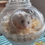 Submarine Hamster Sand Bath Container Large Hamster Toilet photo review